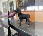 Small Photo #13 Golden Retriever-Great Dane Mix Puppy For Sale in STRUTHERS, OH, USA