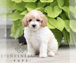 Small #3 Poodle (Miniature)