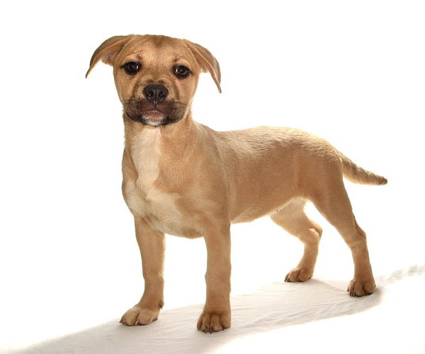Medium Photo #3 French Bulldog-Siberian Husky Mix Puppy For Sale in Oakland Park, FL, USA