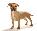 Small #2 French Bulldog-Siberian Husky Mix