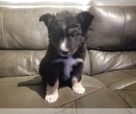 Small Photo #7 Australian Shepherd Puppy For Sale in WILLIAMSBURG, CO, USA