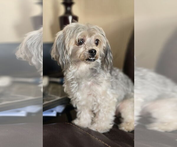 Medium Photo #1 Poodle (Miniature)-Unknown Mix Puppy For Sale in Social Circle, GA, USA