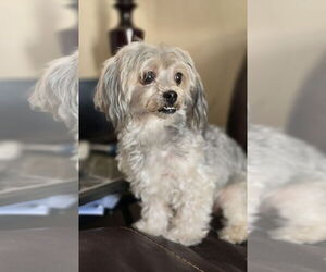 Poodle (Miniature)-Unknown Mix Dogs for adoption in Social Circle, GA, USA