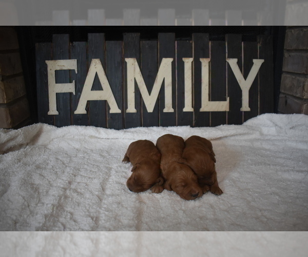 Medium Photo #15 Goldendoodle Puppy For Sale in AZLE, TX, USA