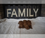 Small Photo #15 Goldendoodle Puppy For Sale in AZLE, TX, USA