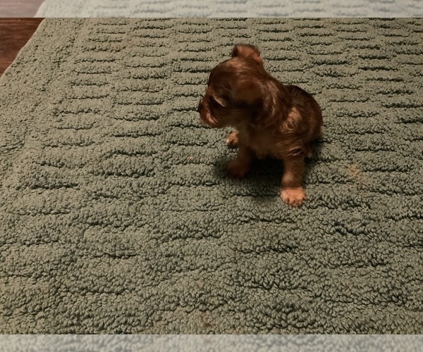 Medium Photo #2 Yorkshire Terrier Puppy For Sale in FOREST HILL, TX, USA