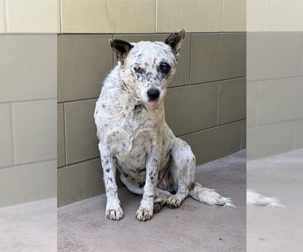 Medium Photo #1 Mutt Puppy For Sale in Riverside, CA, USA