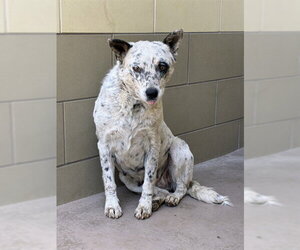 Mutt Dogs for adoption in Riverside, CA, USA