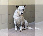 Small Mutt