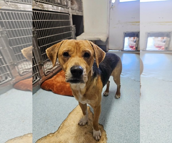 Medium Photo #2 Beagle-Unknown Mix Puppy For Sale in El Centro, CA, USA