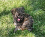 Small #2 Shih Tzu Mix