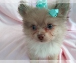 Small #1 Pomeranian