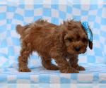 Small #3 Cavalier King Charles Spaniel-Poodle (Toy) Mix