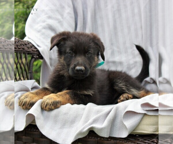 Medium Photo #4 German Shepherd Dog Puppy For Sale in KINZERS, PA, USA