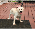 Small #7 Labrador Retriever