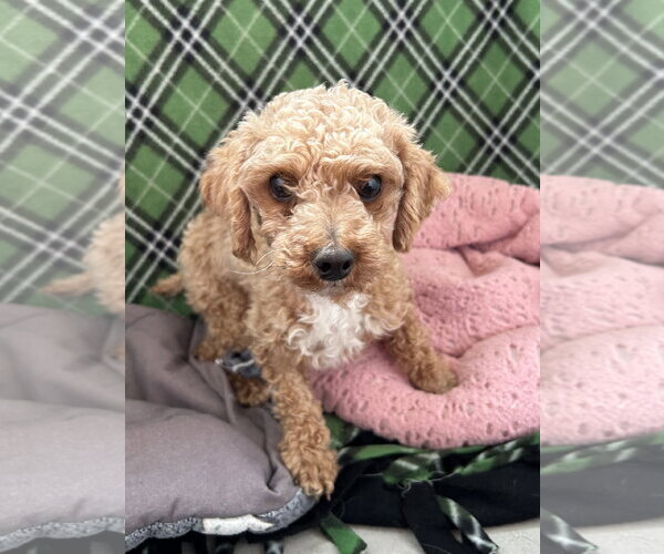 Medium Photo #2 Poodle (Miniature) Puppy For Sale in Pacolet, SC, USA