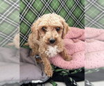 Small #1 Poodle (Miniature)