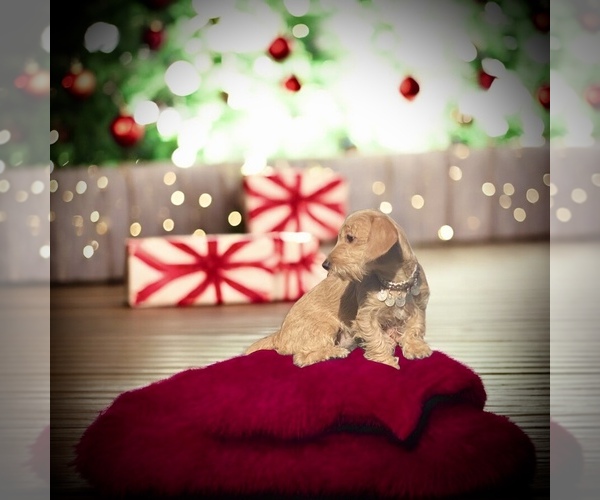 Medium Photo #12 Doxiepoo (Miniature) Puppy For Sale in OCALA, FL, USA