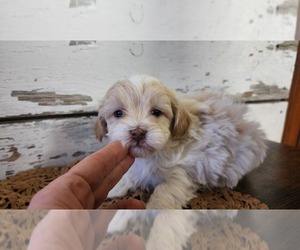 Mal-Shi-Poodle (Miniature) Mix Litter for sale in GREENWOOD, WI, USA