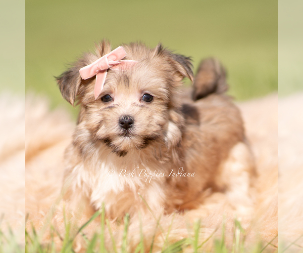 Medium Photo #17 Morkie Puppy For Sale in WARSAW, IN, USA