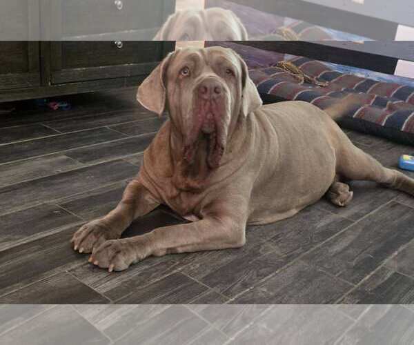 Medium Photo #1 Neapolitan Mastiff Puppy For Sale in Ellisville, MO, USA