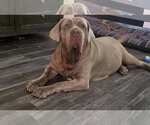 Small Neapolitan Mastiff