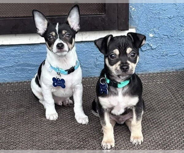 Medium Photo #7 Chihuahua-Unknown Mix Puppy For Sale in Corona, CA, USA