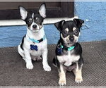Small #6 Chihuahua Mix