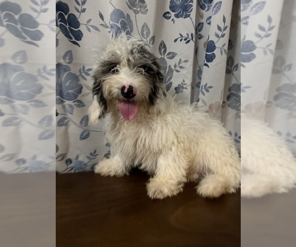 Medium Photo #3 Cavapoo-Poodle (Miniature) Mix Puppy For Sale in DURHAM, CT, USA