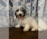 Small #2 Cavapoo-Poodle (Miniature) Mix