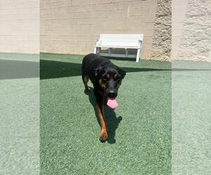 Australian Kelpie-Unknown Mix Dogs for adoption in Rockwall, TX, USA
