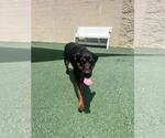 Small Australian Kelpie Mix