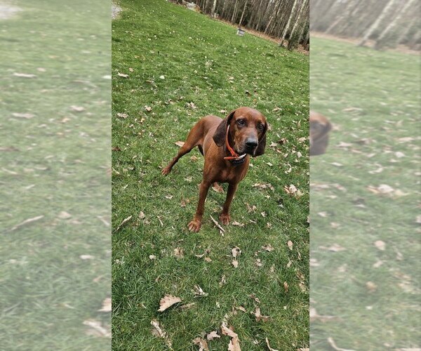 Medium Photo #1 Redbone Coonhound Puppy For Sale in DENVER, PA, USA