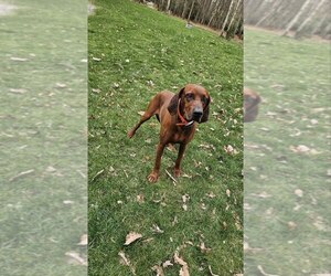 Mother of the Redbone Coonhound puppies born on 06/17/2025