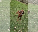 Small Photo #1 Redbone Coonhound Puppy For Sale in DENVER, PA, USA