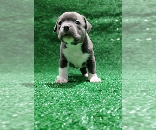 Medium Photo #10 American Bully Puppy For Sale in BRANDYWINE, MD, USA