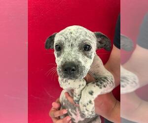Mutt Dogs for adoption in Visalia, CA, USA