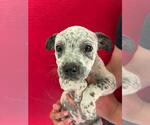 Small Mutt