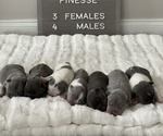 Small Photo #1 French Bulldog Puppy For Sale in BROOKSVILLE, FL, USA