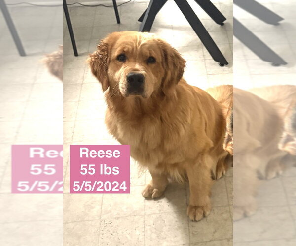 Medium Photo #7 Golden Retriever Puppy For Sale in West Hollywood, CA, USA