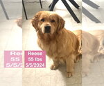 Small #6 Golden Retriever