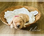 Puppy Felicia Golden Retriever