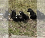 Small Photo #4 Border Collie Puppy For Sale in NEW WINDSOR, MD, USA