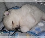 Small Photo #10 Pomeranian Puppy For Sale in SUGAR LAND, TX, USA