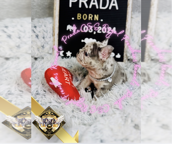Medium Photo #5 French Bulldog Puppy For Sale in ATHENS, GA, USA