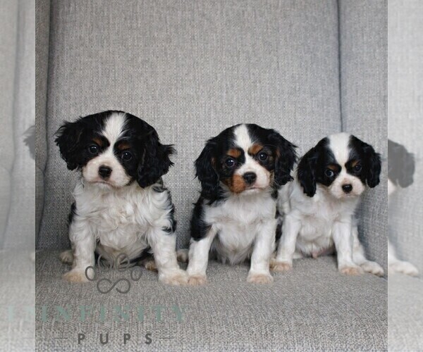 Medium Photo #2 Cavalier King Charles Spaniel Puppy For Sale in NARVON, PA, USA