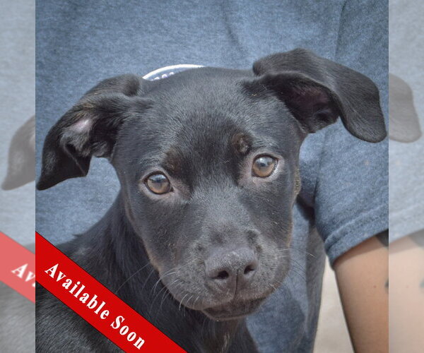 Medium Photo #1 American Staffordshire Terrier-Unknown Mix Puppy For Sale in Huntley, IL, USA