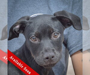 American Staffordshire Terrier-Unknown Mix Dogs for adoption in Huntley, IL, USA