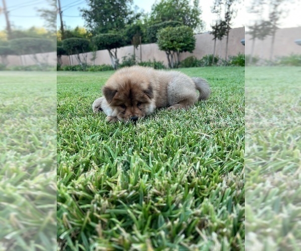 Medium Photo #5 Chow Chow Puppy For Sale in PASADENA, CA, USA