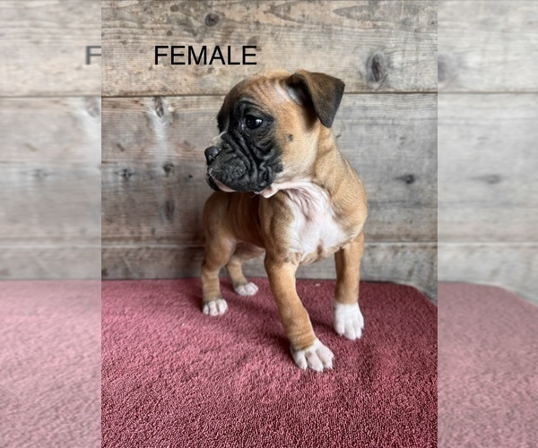 Medium Photo #11 Boxer Puppy For Sale in VERMONTVILLE, MI, USA